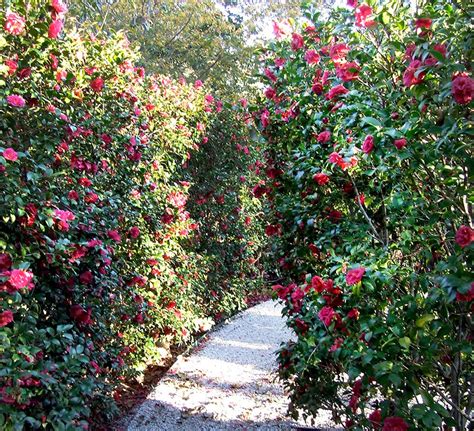 Unlocking the Camellia Secrets: A Path to Self-Discovery and Enlightenment